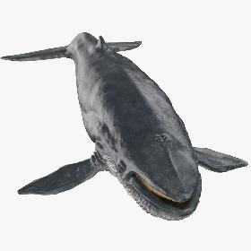 3D Blue Whale